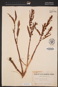 Rumex persicarioides image