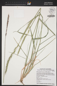 Elymus glaucus subsp. glaucus image