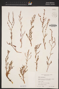 Rumex acetosella image