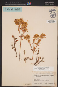 Eriogonum umbellatum var. subaridum image