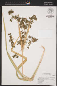 Scirpus microcarpus image