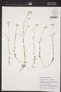 Cryptantha decipiens image