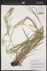 Bromus grandis image