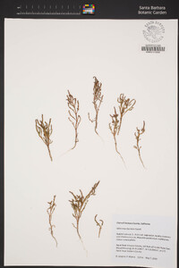 Salicornia depressa image