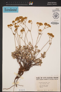 Eriogonum umbellatum image