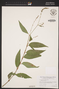 Persicaria punctata image