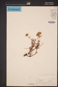 Eriogonum douglasii image