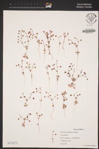 Eriogonum viridescens image