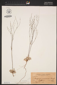 Eriogonum vimineum image