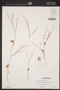 Eriogonum roseum image