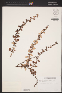 Eriogonum parvifolium image