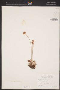 Eriogonum ovalifolium var. nivale image