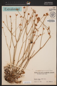 Eriogonum nudum image