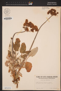 Eriogonum grande var. rubescens image