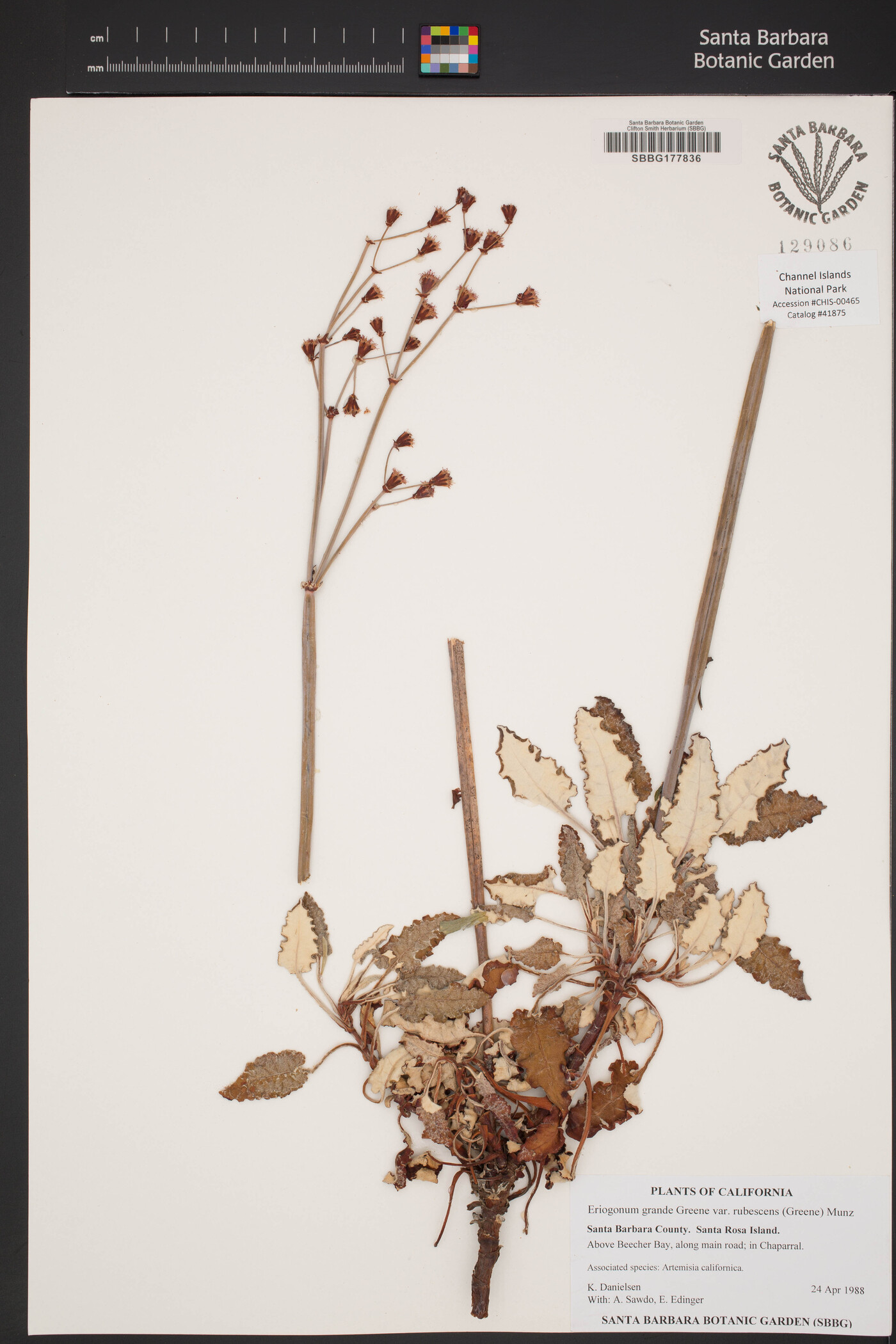 Eriogonum grande var. rubescens image