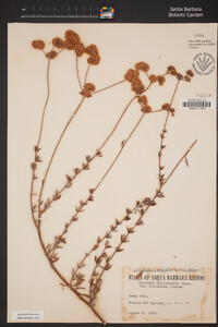 Eriogonum fasciculatum var. foliolosum image