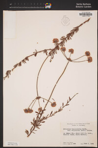 Eriogonum fasciculatum var. foliolosum image