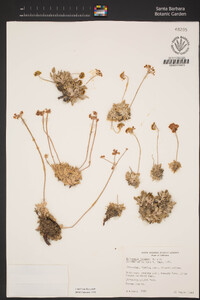 Eriogonum incanum image