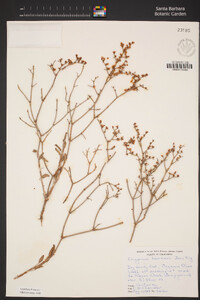 Eriogonum heermannii image