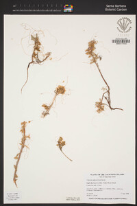 Cuscuta californica image