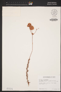 Eriogonum fasciculatum var. foliolosum image