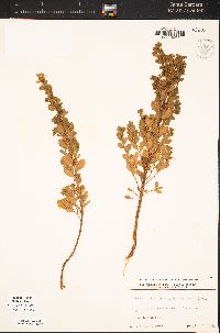 Baccharis pilularis subsp. consanguinea image