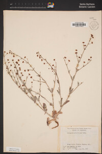Eriogonum gracillimum image