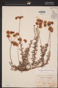 Eriogonum fasciculatum var. polifolium image