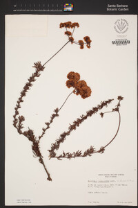 Eriogonum fasciculatum var. fasciculatum image