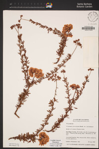 Eriogonum fasciculatum var. fasciculatum image