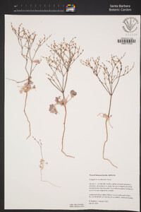 Eriogonum covilleanum image