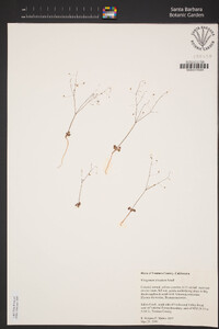 Eriogonum clavatum image