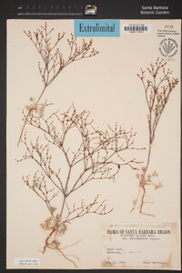 Eriogonum brachyanthum image