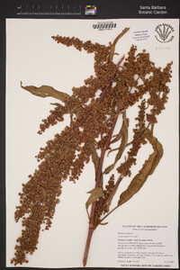 Rumex crispus image