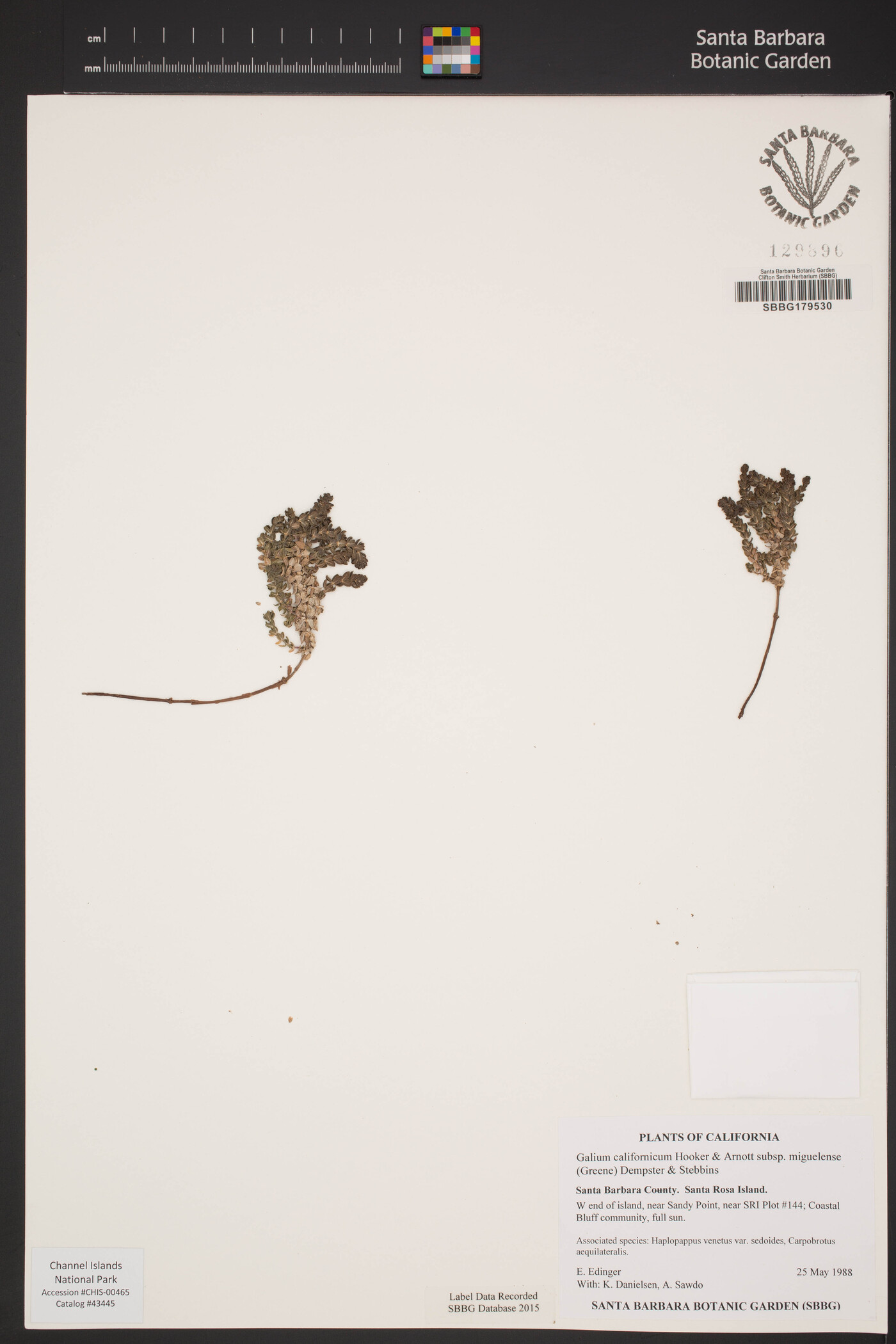 Galium californicum subsp. miguelense image