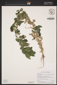 Urtica urens image