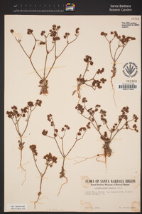 Chorizanthe staticoides image