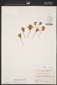 Chorizanthe rigida image