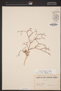 Eriogonum baileyi var. baileyi image