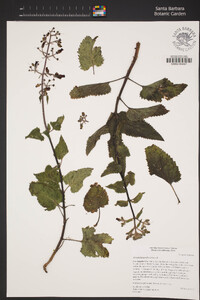 Scrophularia villosa image