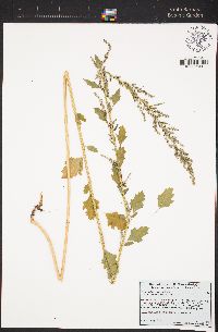 Chenopodium strictum image