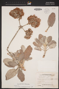 Eriogonum giganteum var. compactum image