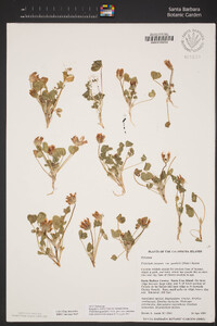 Trifolium fucatum image