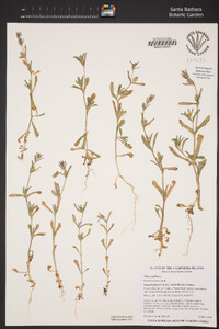 Silene gallica image