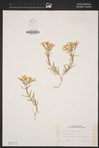 Phlox stansburyi image