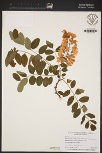 Robinia pseudoacacia image