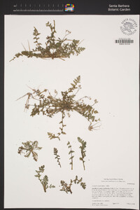 Erodium cicutarium image