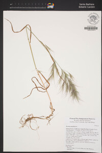 Bromus madritensis image