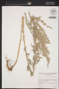 Artemisia ludoviciana subsp. incompta image