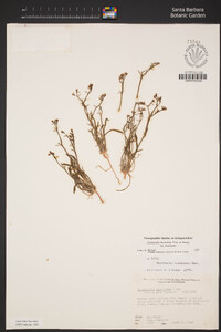 Chorizanthe brevicornu var. brevicornu image